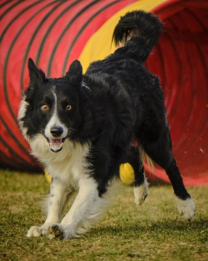 Avustralya çoban köpeği parkta.