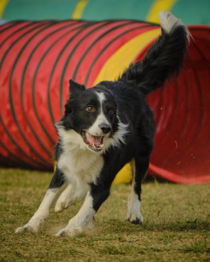 Köpek çoban köpeği parktaki yeşil çimlerin üzerinde