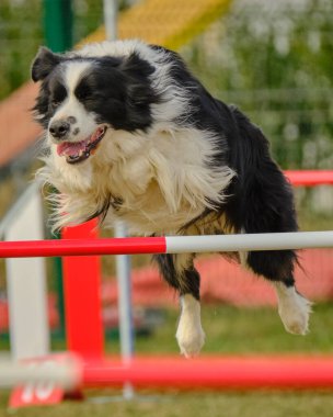 Sınır çoban köpeği çevikliği çevikliğin üzerinden atlıyor.