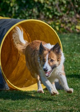 Sınır çoban köpeği çeviklikle koşuyor
