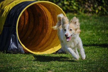 Çevikliğin içinde koşan çoban köpeği.