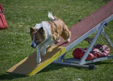 Bir yarışma için köpek çevikliği