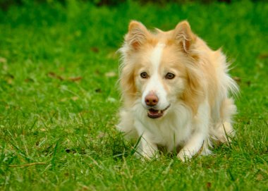 Doğadaki bir köpek cinsinin portresi.