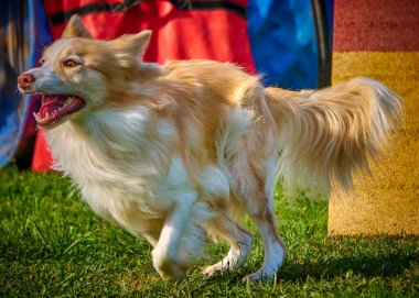 sevimli köpek parkı