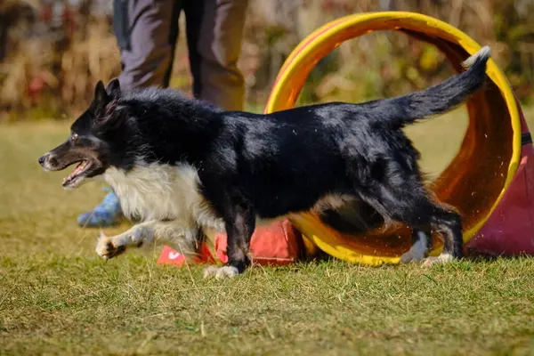 Parktaki bir gösteride çoban köpeği.