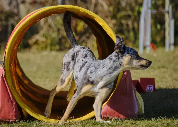 Sınır çoban köpeğinin portresi