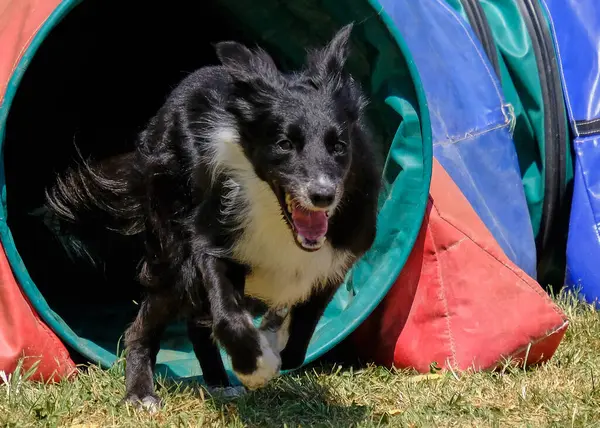 Çeviklik içinde zıplayan çoban köpeği.