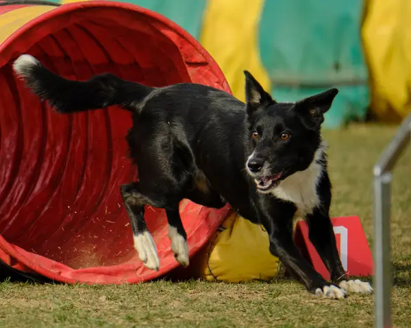 Kırmızı çevikliği olan siyah beyaz bir köpek.
