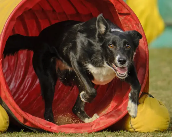 Yeşil çimlerde çeviklik yarışmasında köpek