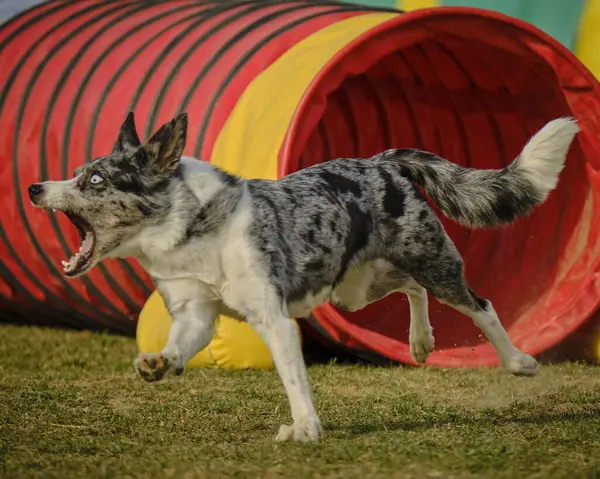 Avusturalya çoban köpeği eğitimi