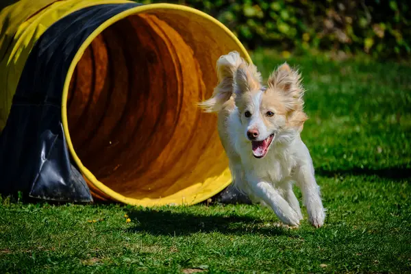 Çevikliğin içinde koşan çoban köpeği.