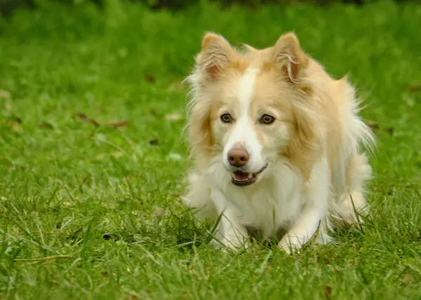 Doğadaki bir köpek cinsinin portresi.