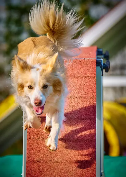 Çeviklik parkında sevimli bir köpek..