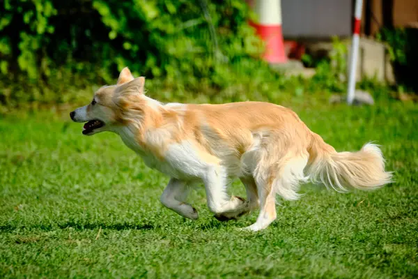 Yeşil çimlerde koşan köpek