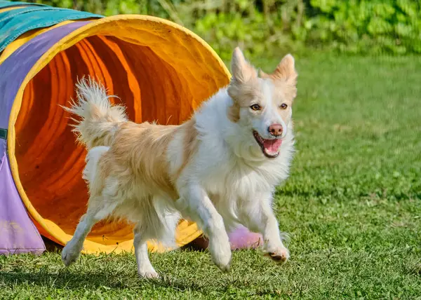 Çeviklikte koşan çoban köpeği.