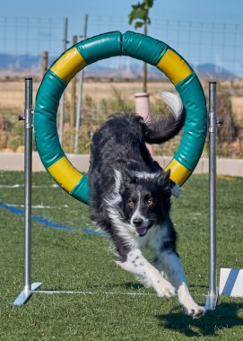 Çeviklik içinde zıplayan çoban köpeği.