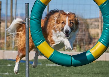 Bir köpek çevikliğin içinde zıplıyor.