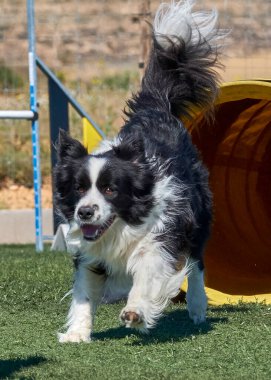 Şirin siyah beyaz bir köpek çimlerin üzerinde oturuyor. yüksek kaliteli fotoğraf