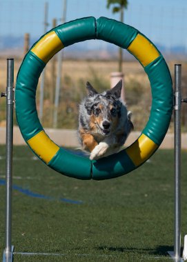 Parkta yüzüğü olan bir köpek.