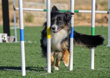 Sınır çoban köpeği eğitimi