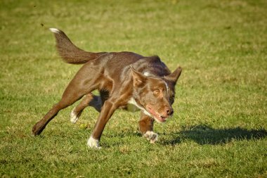 Otların arasındaki köpek