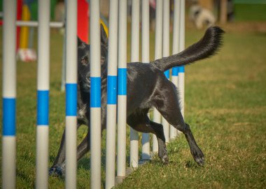 Siyah köpeği olan bir köpek.