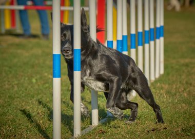 Çeviklik parkında köpek çevikliği.