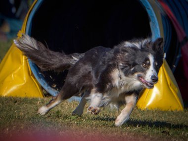 Sınır çoban köpeği çeviklik içinde koşuyor
