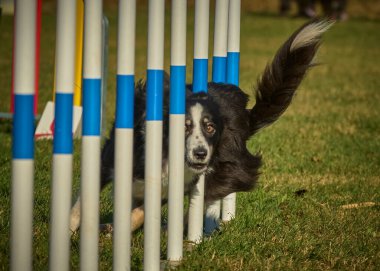 Çeviklik kursunda köpek