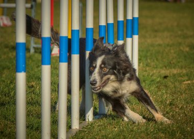 Çeviklik sınırında çoban köpeği yarışması