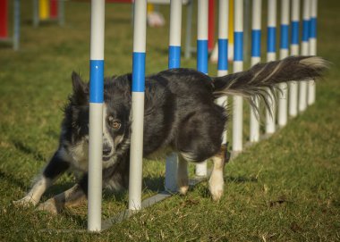 çalışan sınır collie köpek