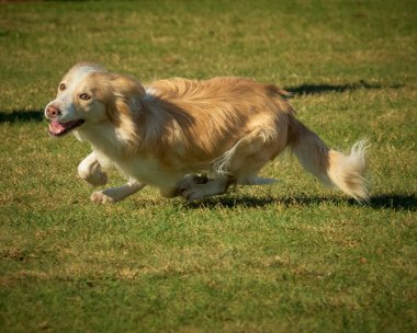 Golden Retriever yeşil çimlerde oynuyor