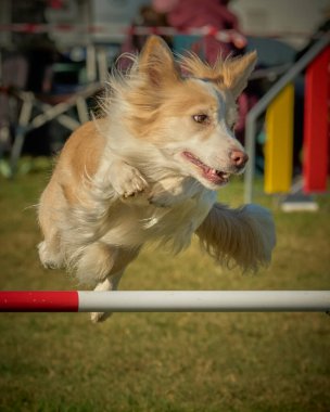 Köpek çevikliğe atlıyor.