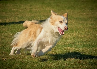 Avustralya çoban köpeği çimenlerde koşuyor.