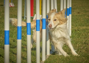Köpek çeviklikle oynuyor.