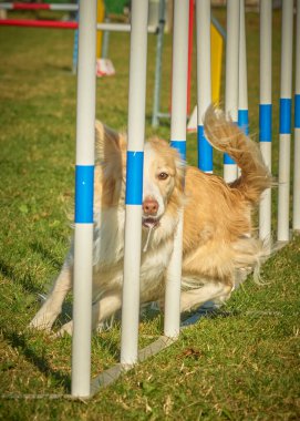 çeviklikte köpek eğitimi çevikliği