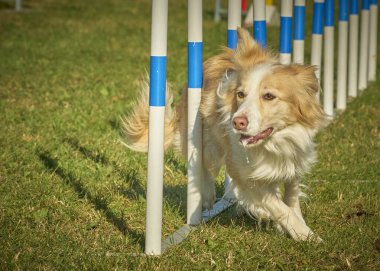 Sınır çoban köpeği çevikliği