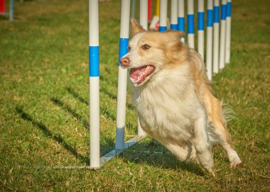 Bir çeviklik yarışmasında köpek eğitimi