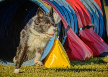 Renkli bir geçmişi olan köpek çoban köpeği..