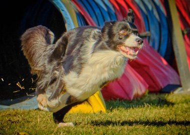 Köpek çobanı parktaki çimlerde koşuyor.