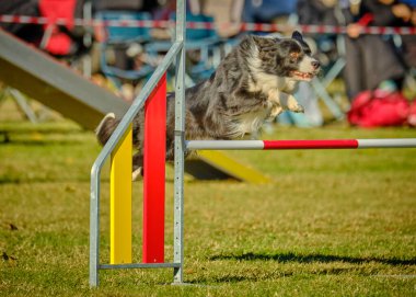 Köpek çevikliğin üzerine atlıyor.