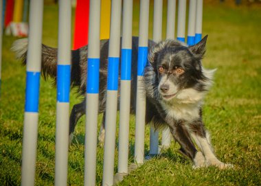 çeviklik üzerine köpek eğitimi