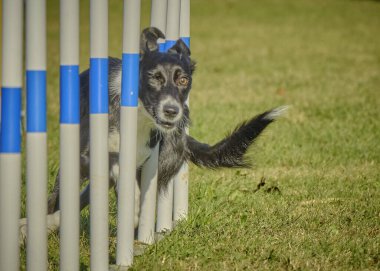 Çimenlerde oynayan siyah bir köpek.