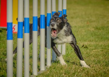 Sınır çoban köpeği çeviklik yarışmasında çalışıyor.