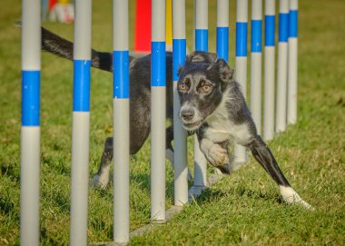 Sınır çoban köpeği çevikliği