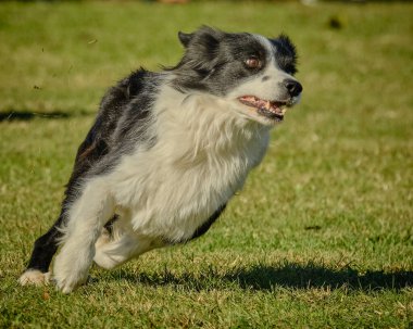 # Bahçedeki çoban köpeği #