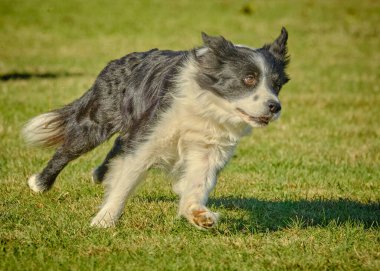 Köpek çimenlerde koşuyor.