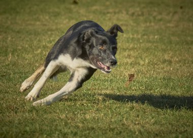 Parkta koşan çoban köpeği.