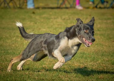 Sınır köpeği tarlada koşuyor.