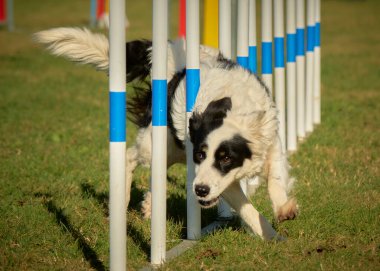 çalışan sınır collie köpek